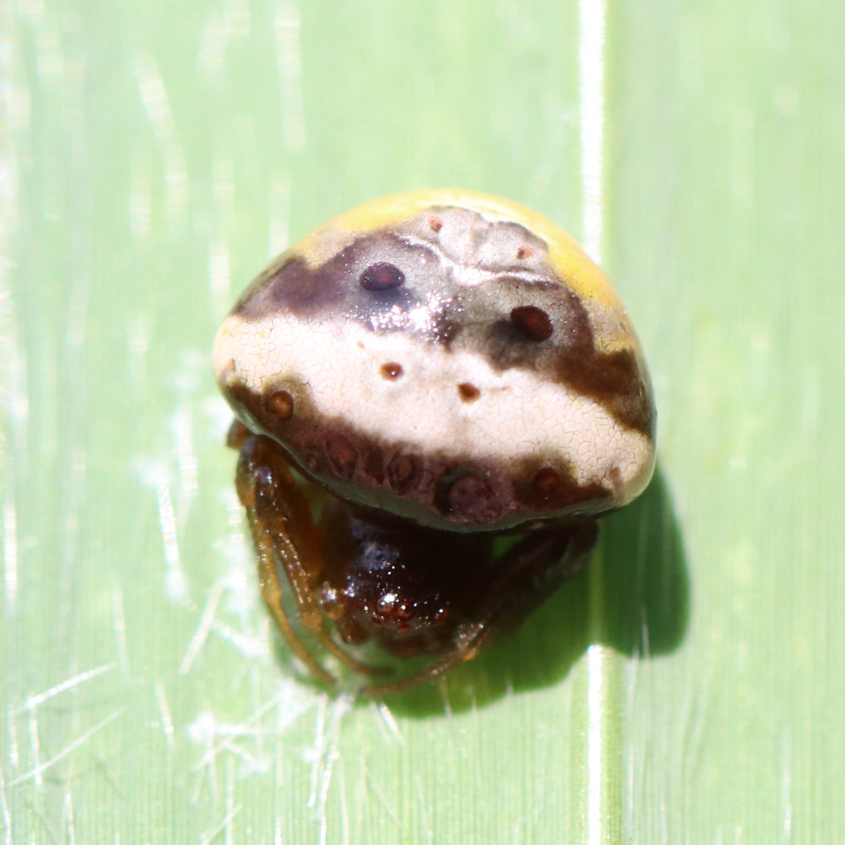 シロオビトリノフンダマシの記録
